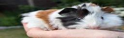 Guinea Pig rodents for sale: Gorgeous Guinea pig pups - Advert 9