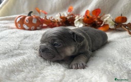 French Bulldog dogs for sale: Frenchie pups KC Registered  - Image 23