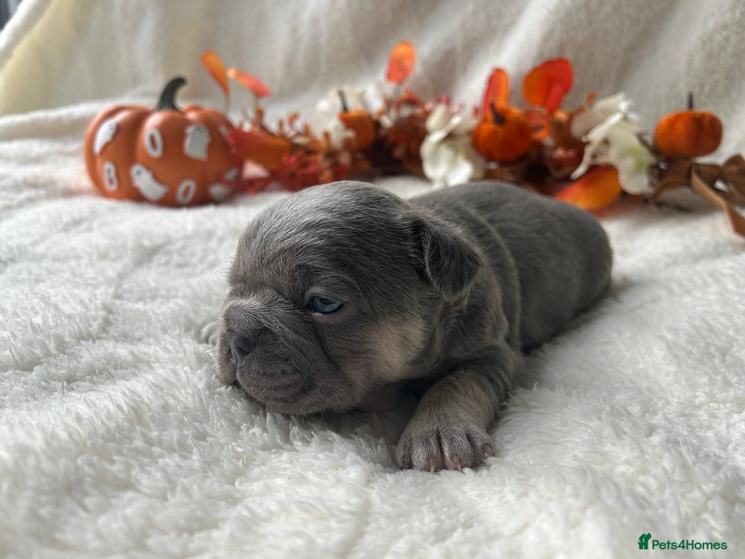 French Bulldog dogs for sale: Frenchie pups KC Registered  - Image 23