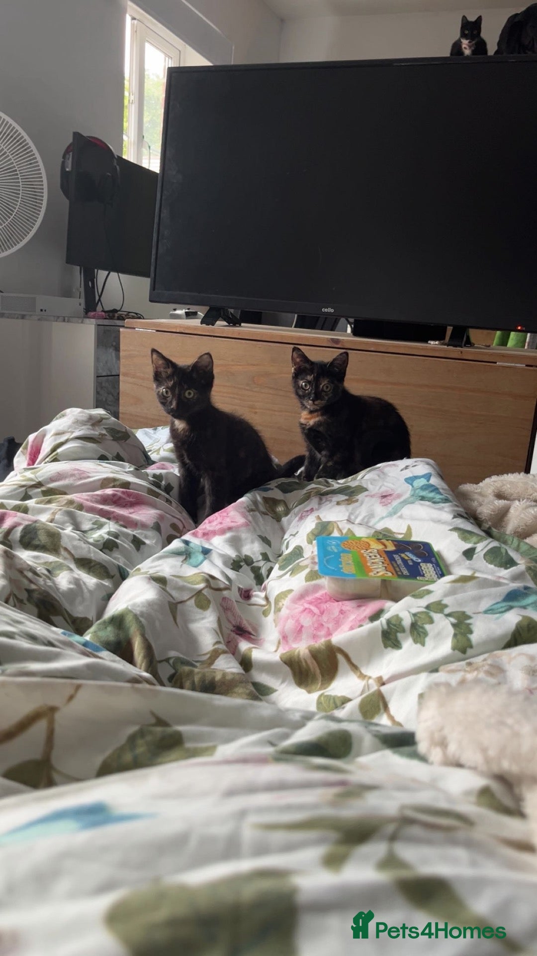 Mixed Breed cats 2 female kittens Bengal X Mainecoone - Advert 1