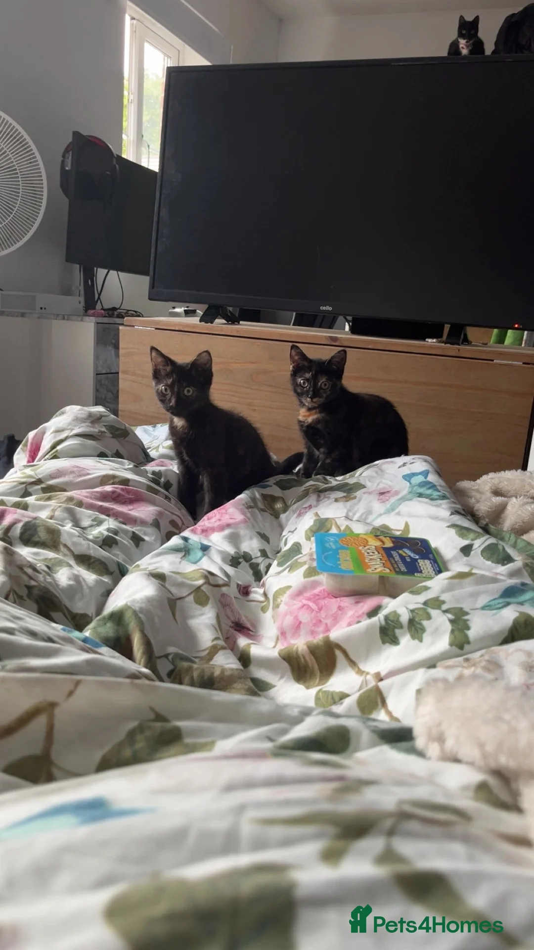 Mixed Breed cats for sale: 2 female kittens Bengal X Mainecoone in Exeter - Advert 1