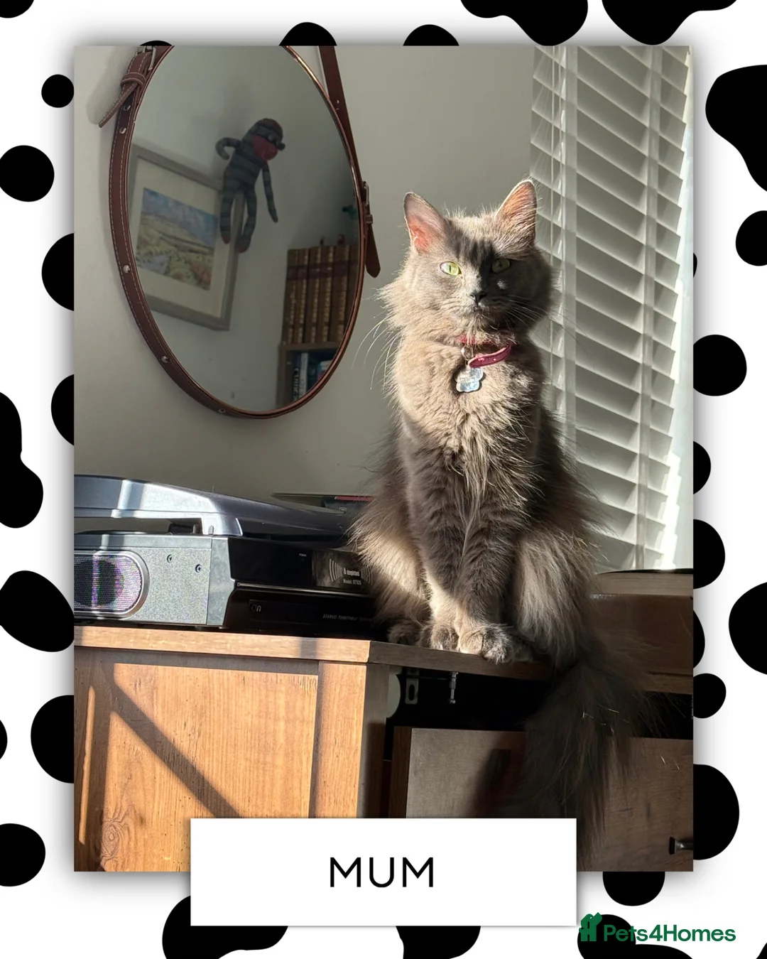 Ragdoll cats for sale: Ragdoll X Bombay kittens for sale in Durham - Advert 2