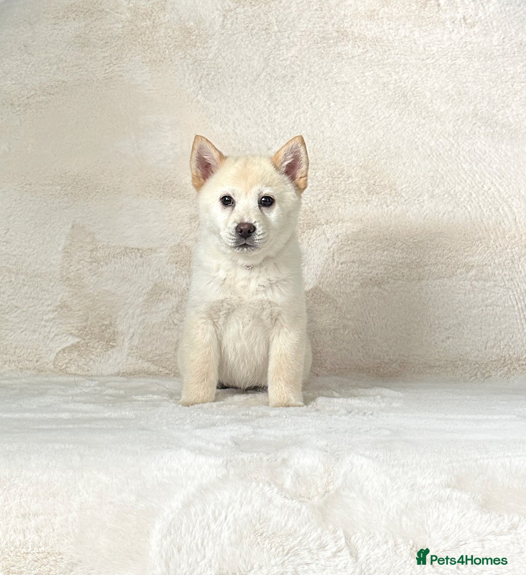 Mixed Breed dogs for sale: Stunning chowsky puppies for sale  - Image 9