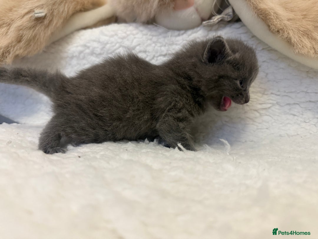 Mixed Breed cats for sale: Kittens  - Advert 9