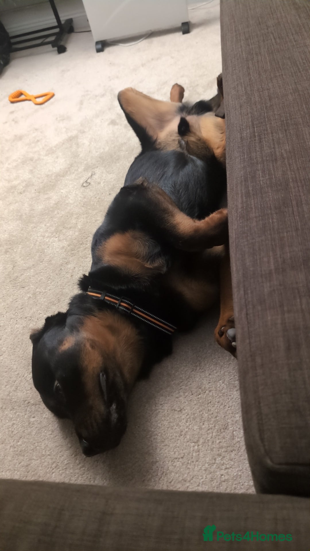 Rottweiler dogs for sale: Max 10 month old Rottweiler boy  - Advert 7