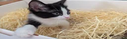 Mixed Breed cats for sale: Black and white female kitten in Dagenham - Advert 12