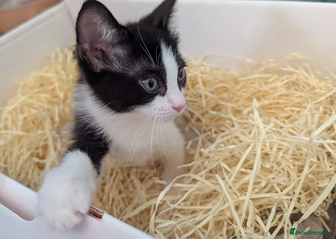 Mixed Breed cats for sale: Black and white female kitten in Dagenham - Advert 12
