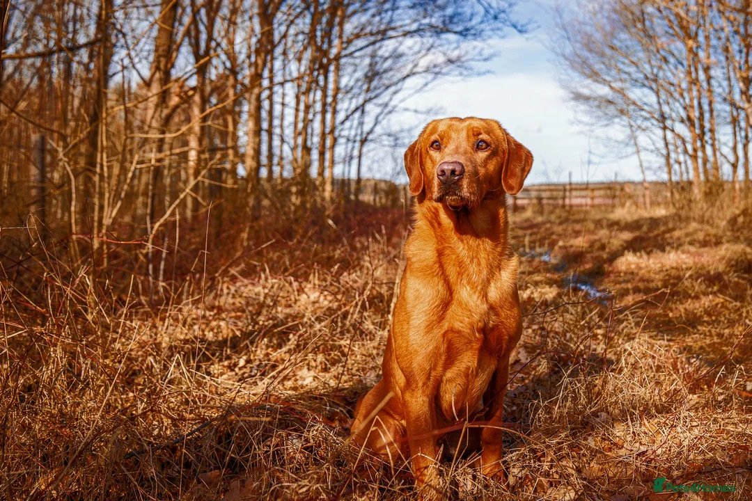 Labrador Retriever dogs for stud: Dark Fox Red KC Reg Fully health tested in Newark - Advert 4