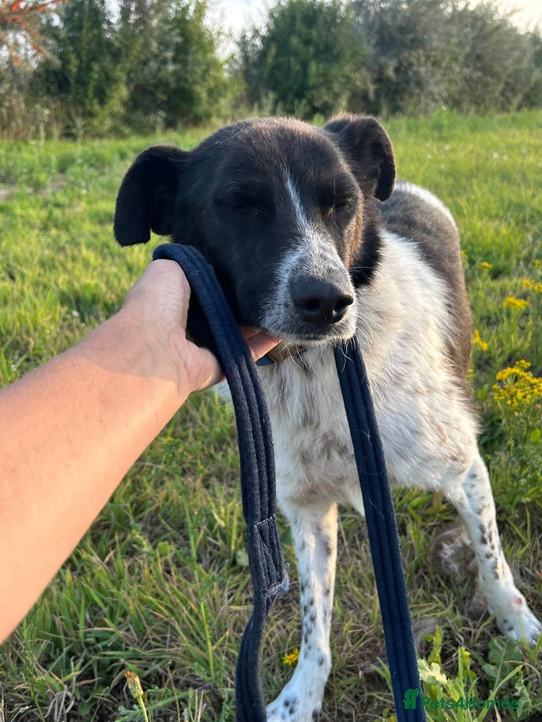 Mixed Breed dogs for adoption: Herby - Norwich Norfolk  - Image 1