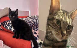 Domestic Shorthair cats for sale: Male Black Domestic Shorthair Kitten - Image 2