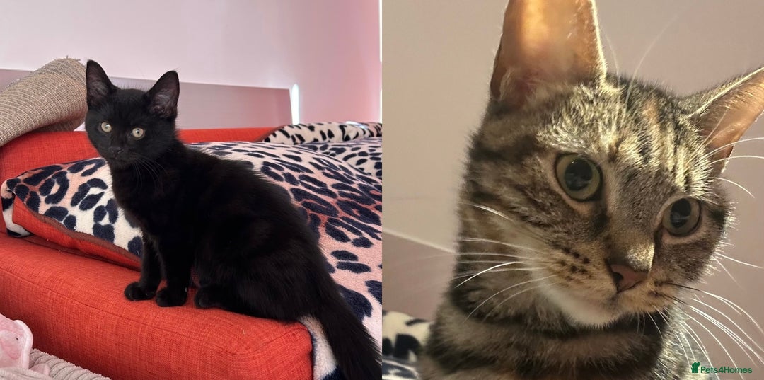 Domestic Shorthair cats for sale: Male Black Domestic Shorthair Kitten - Image 2