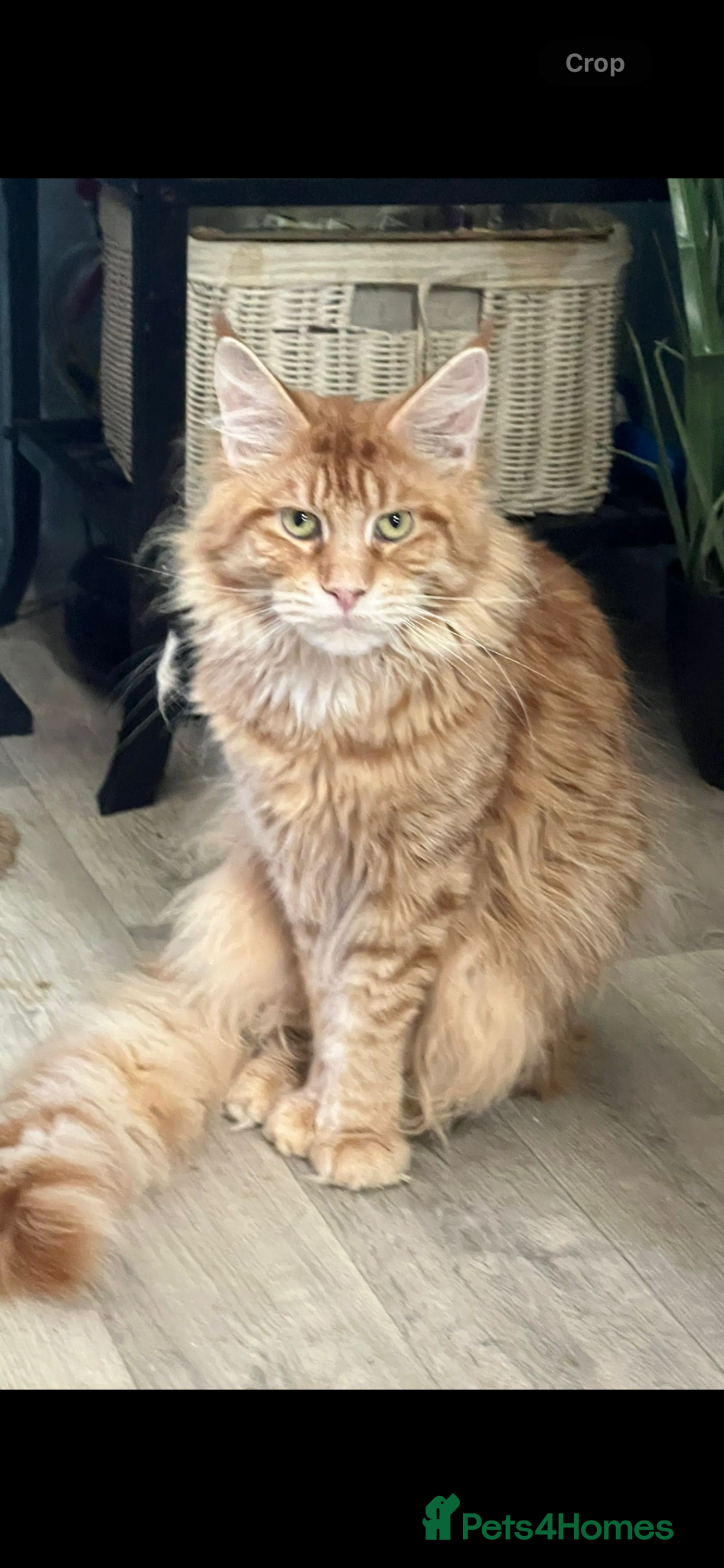 Maine Coon cats for sale: Last two girls.Reduced price.MC kittens  - Advert 21