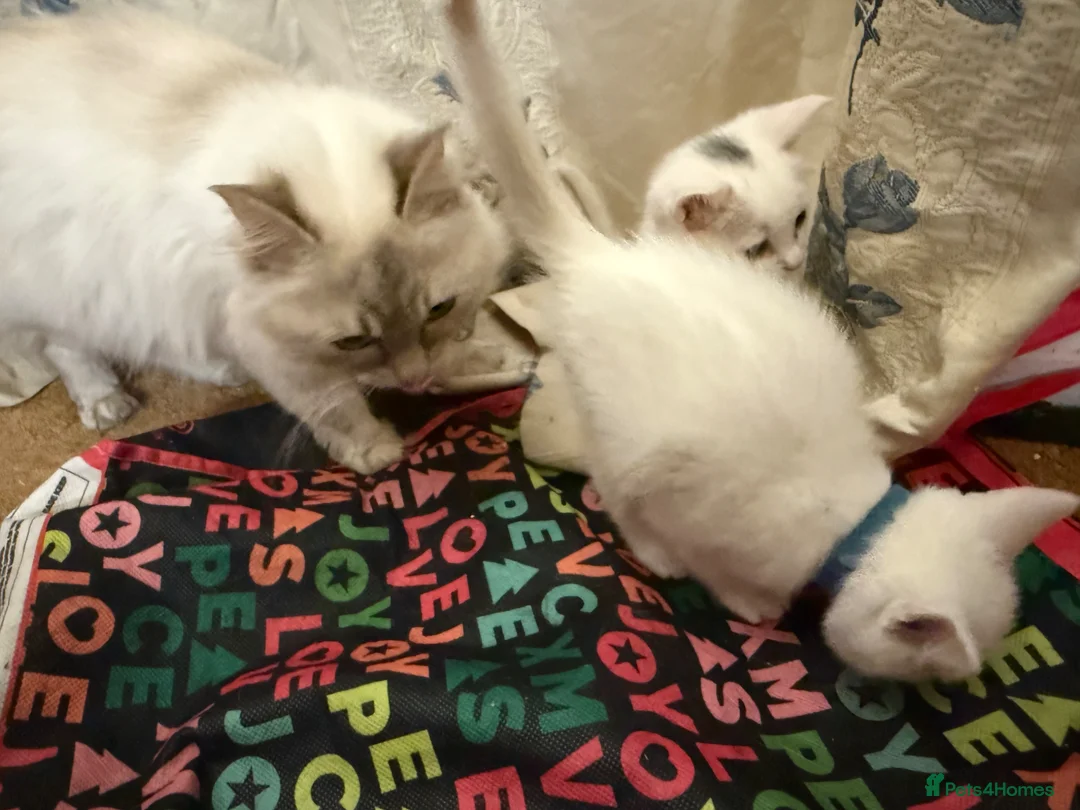 Ragdoll cats for sale: Ragdoll x 1/2 raggie bsh white 8 wks ready now in Lewes - Advert 1