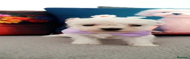 Bichon Frise 3