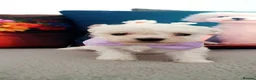 Bichon Frise dogs for sale: Pure Pedigree Champion Bloodline Bichon Frise 🐾🐶 - Advert 10