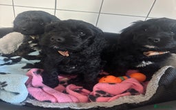 Cockapoo dogs for sale: F1 Cockapoo Puppies (1 boy and 2 girls left)  - Image 3