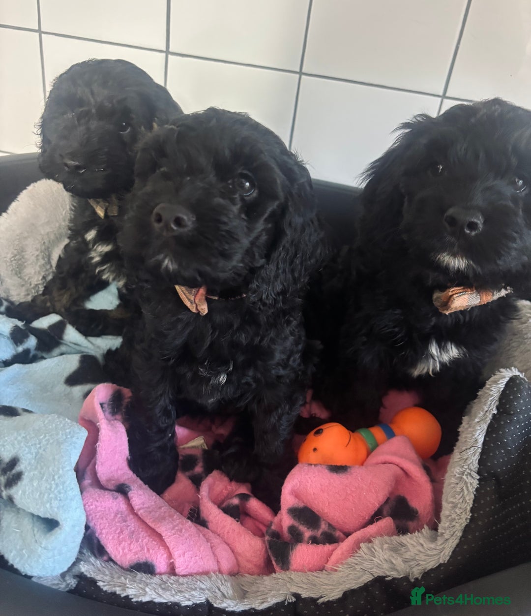 Cockapoo dogs for sale: F1 Cockapoo Puppies (1 boy and 2 girls left)  - Image 3