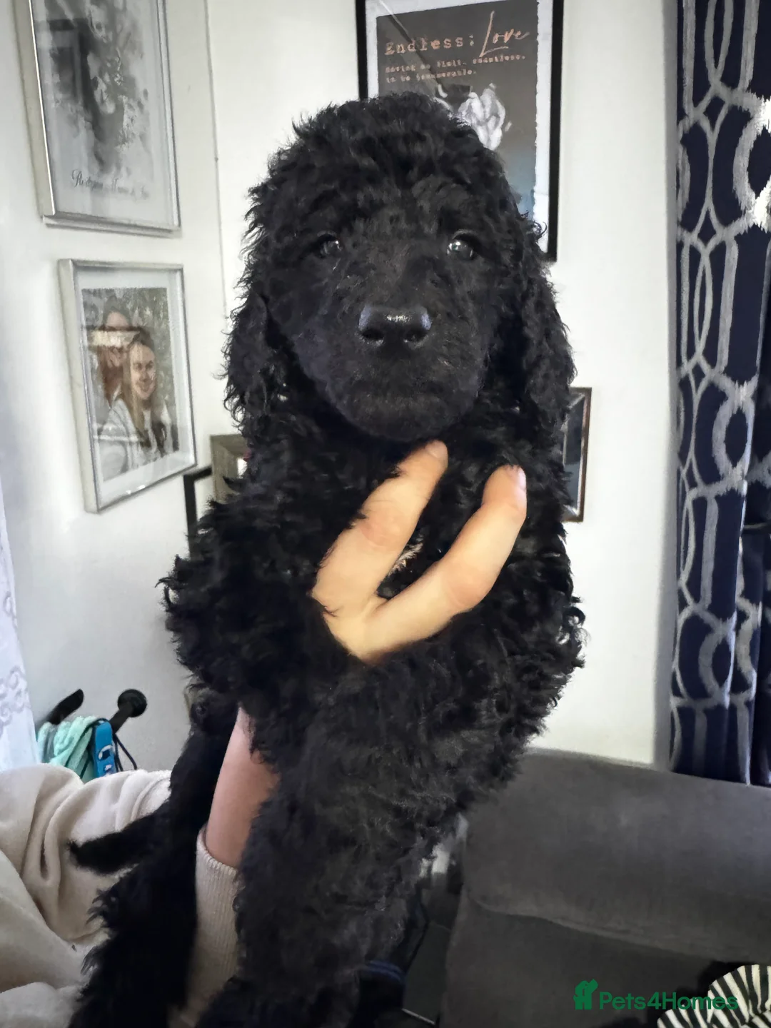 Standard Poodle dogs for sale: Last 2 boys ! KC Standard Poodles! Ready Now! - Advert 14