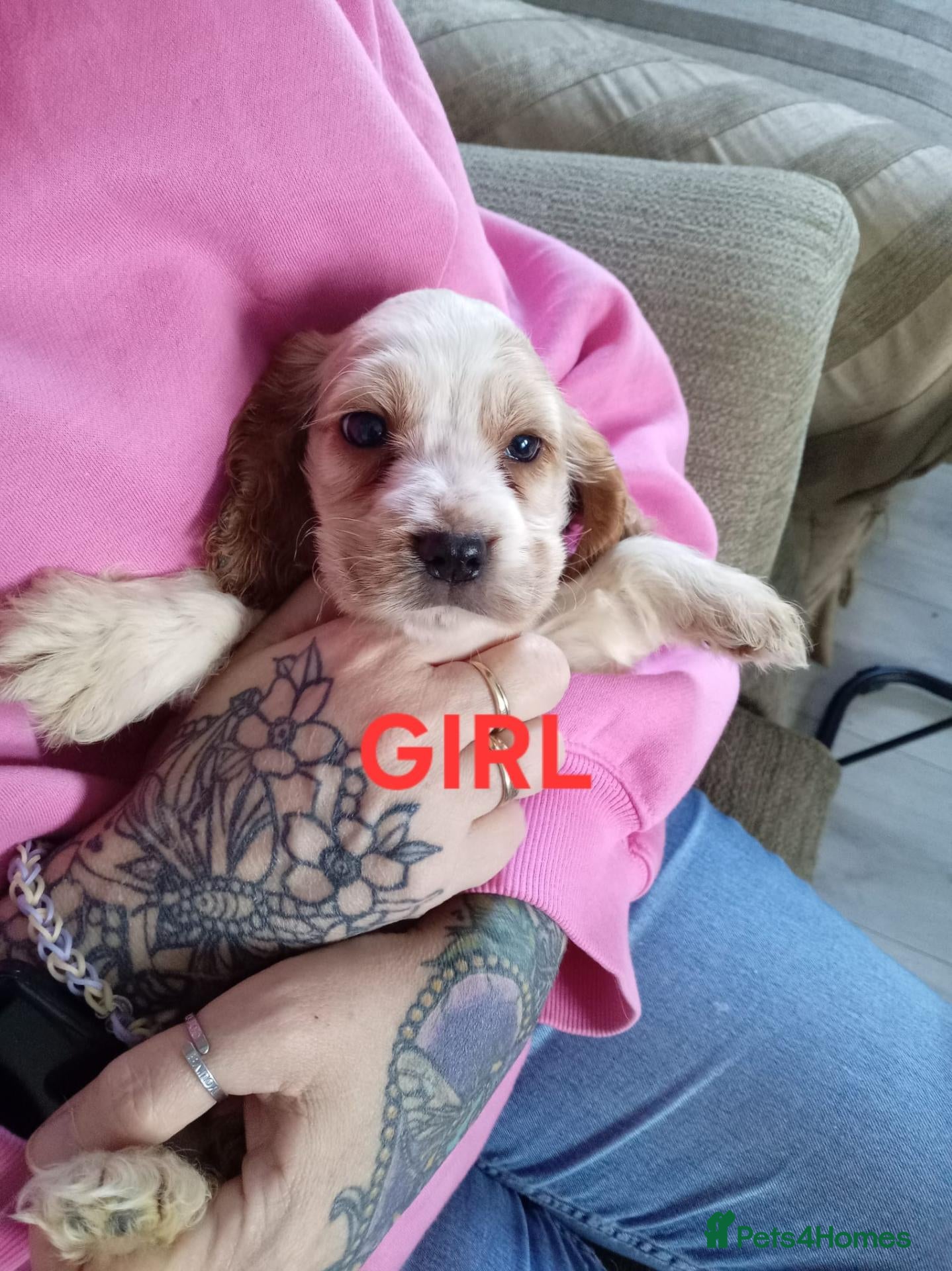 Cocker Spaniel dogs 1 boy and 1 girl. KC reg cocker spaniel. - Advert 2