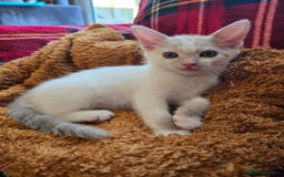 Mixed Breed cats for sale: Kittens  - Image 6