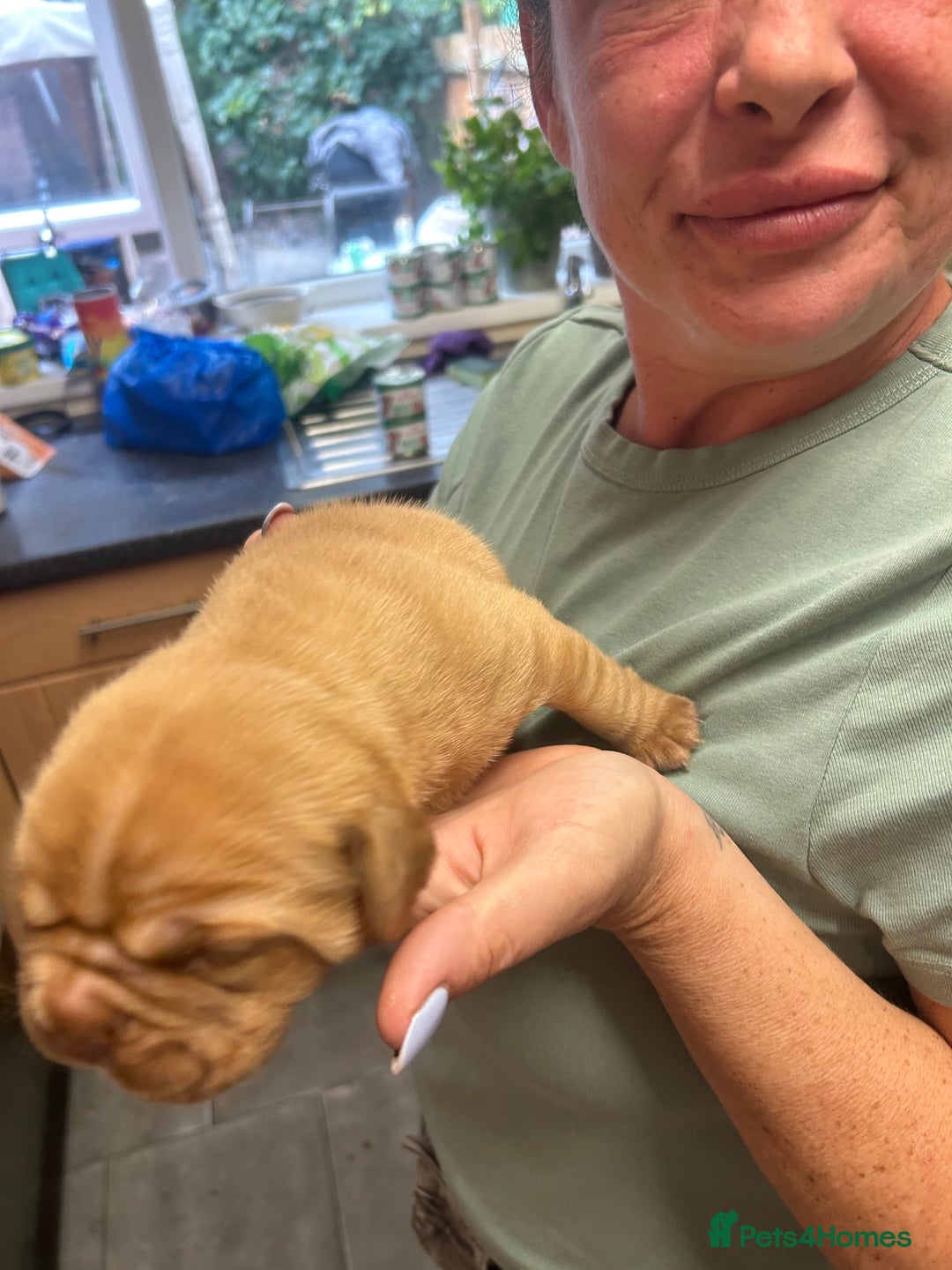 Dogue De Bordeaux dogs for sale: Dogue de Bordeaux pups - Image 2