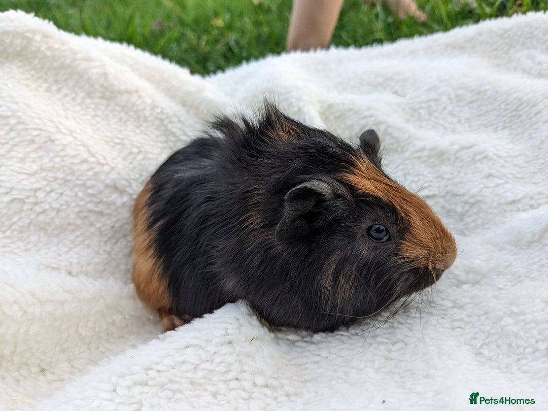 Guinea Pig rodents for sale: Gorgeous guinea pigs - Advert 6
