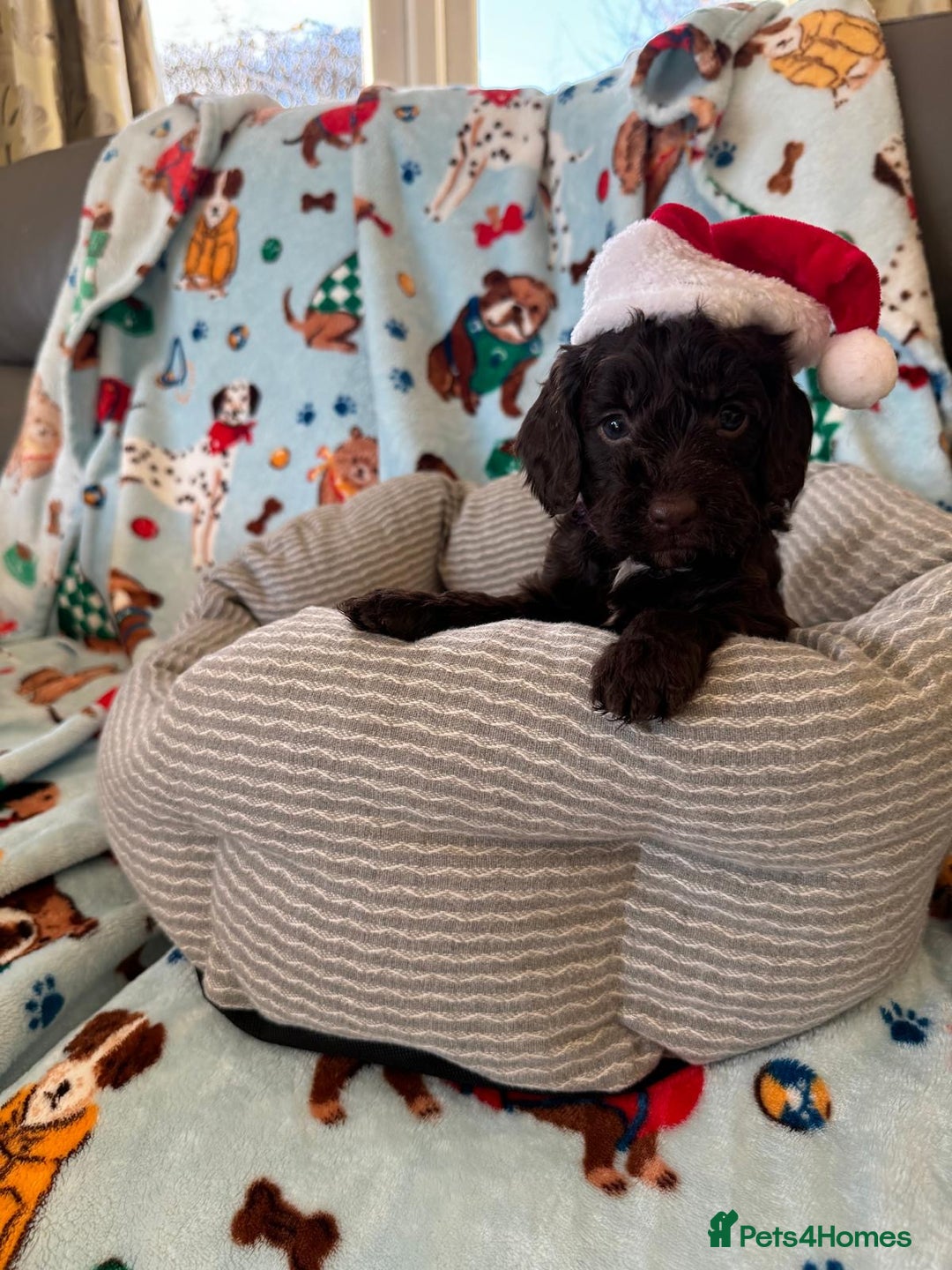 Cockapoo dogs for sale: Exceptional F1 Cockapoo puppies  - Advert 24