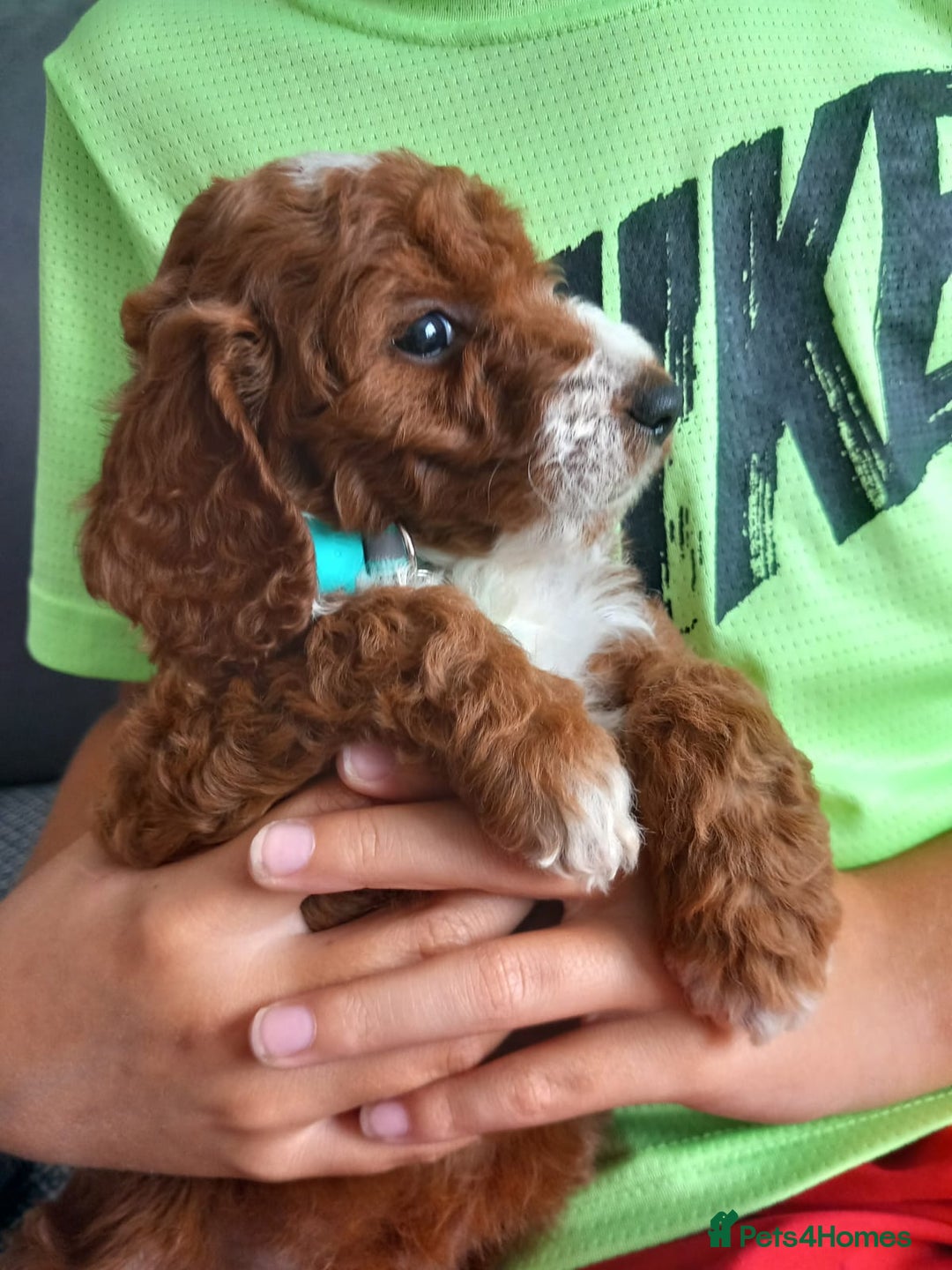 Cockapoo dogs for sale: Red cockapoo puppies - Image 4