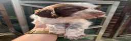 Sprocker dogs for sale: 2boys2girls READY TO LEAVE NOW Cocker Spaniels - Advert 32