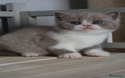 British Shorthair cats for sale: Wonderful last baby British shorthair girl  - Image 10