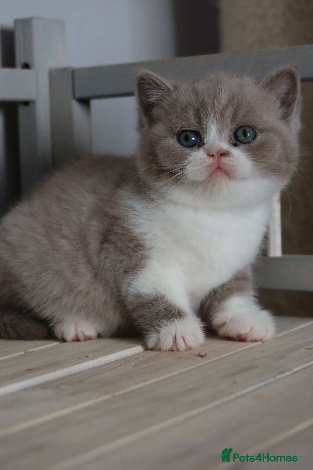 British Shorthair cats for sale: Wonderful last baby British shorthair girl  - Image 10