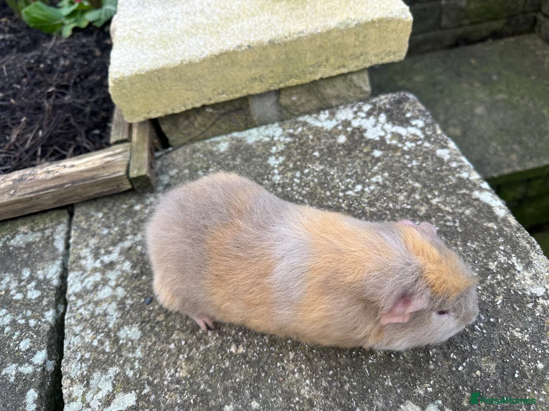 Guinea Pig rodents for sale: Handsome Swiss boars (boys) - Advert 6