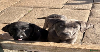 Labrador Retriever dogs - Advert 2