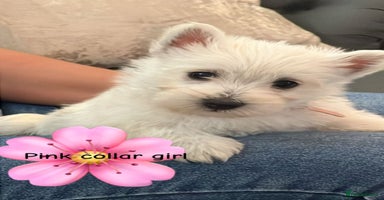 West Highland Terrier dogs - Advert 12