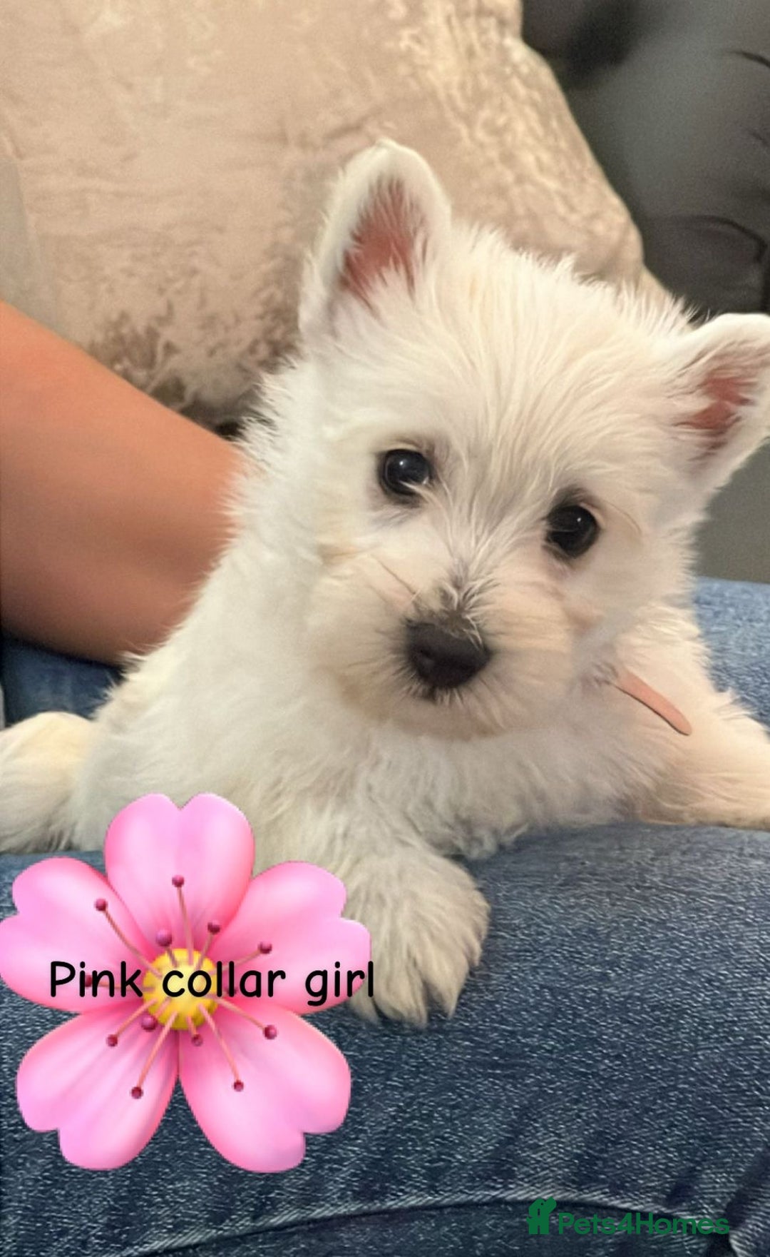 West Highland Terrier dogs for sale: Westie Boy pups available ⭐️⭐️⭐️ - Image 4