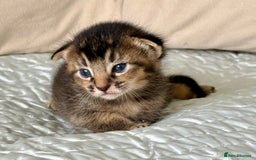 Abyssinian cats for sale: Marina  - Image 4