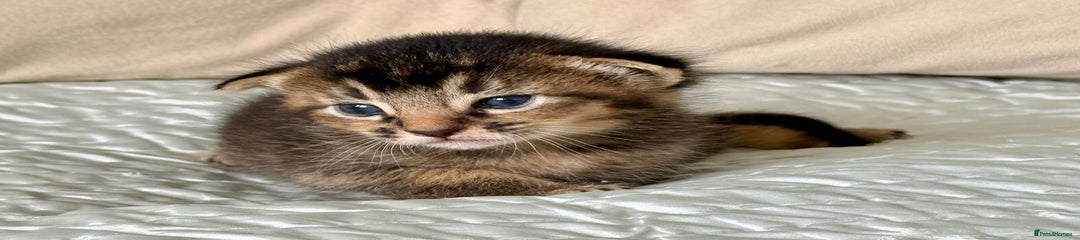 Kitten 4