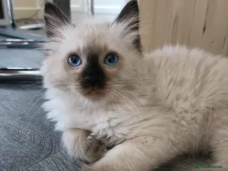 Ragdoll cats Just one girl left🐾 - Advert 8
