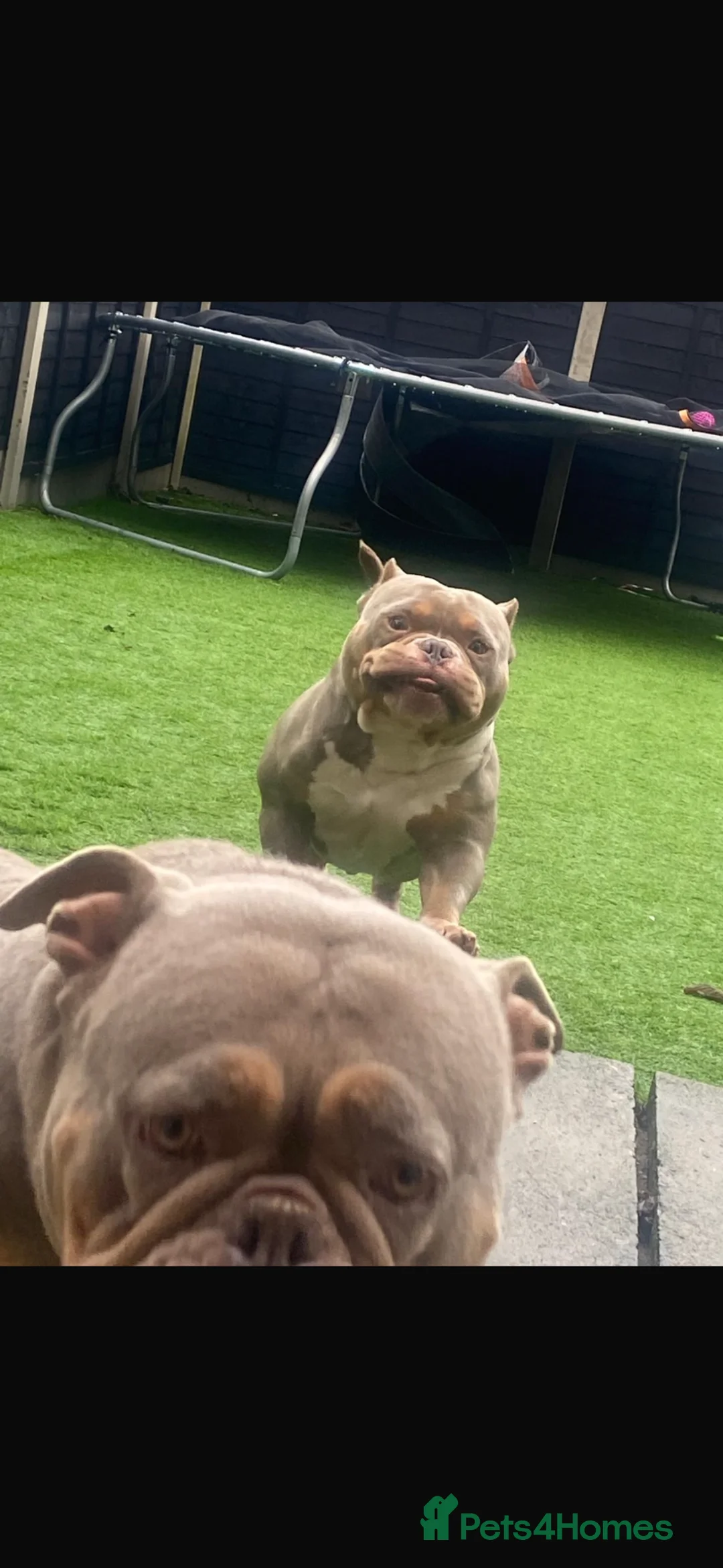 American Bully dogs for sale: Pablo the pocket bully - Advert 2