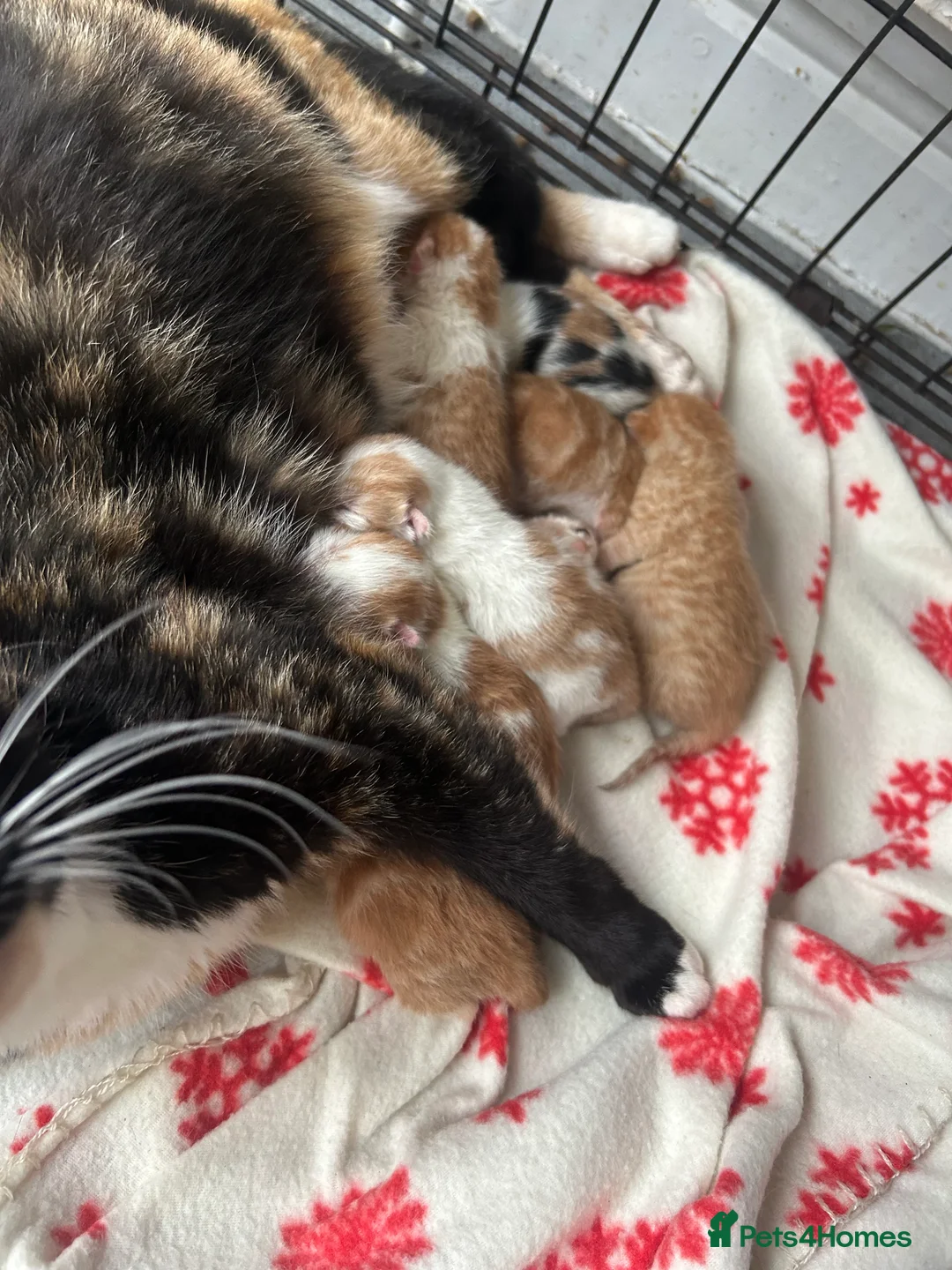 Mixed Breed cats for sale: Mixed bread - Advert 2