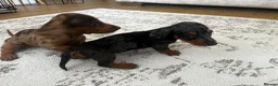 Miniature Dachshund dogs for sale: Miniature smooth haired Dachshund  in Tredegar - Advert 17
