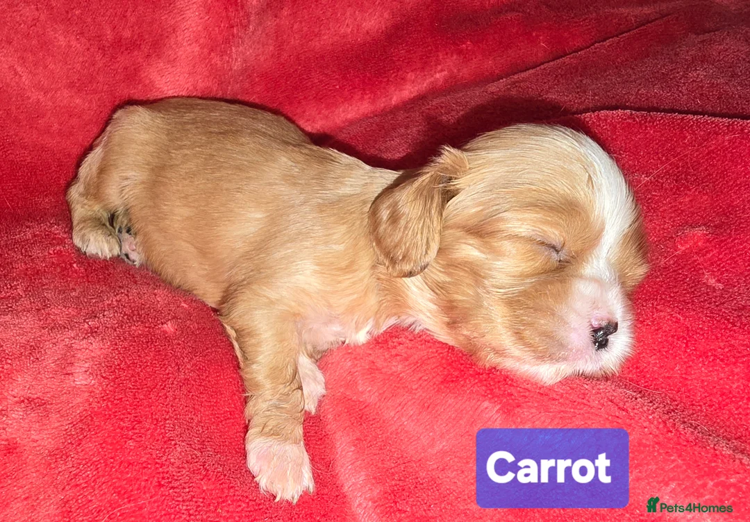 Cavalier King Charles Spaniel dogs for sale: Specialist Tested Cavalier King Charles Pups - Advert 2