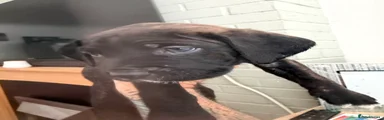 Cane Corso 7