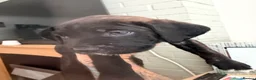 Cane Corso dogs for sale: Cane corso puppies - Advert 11