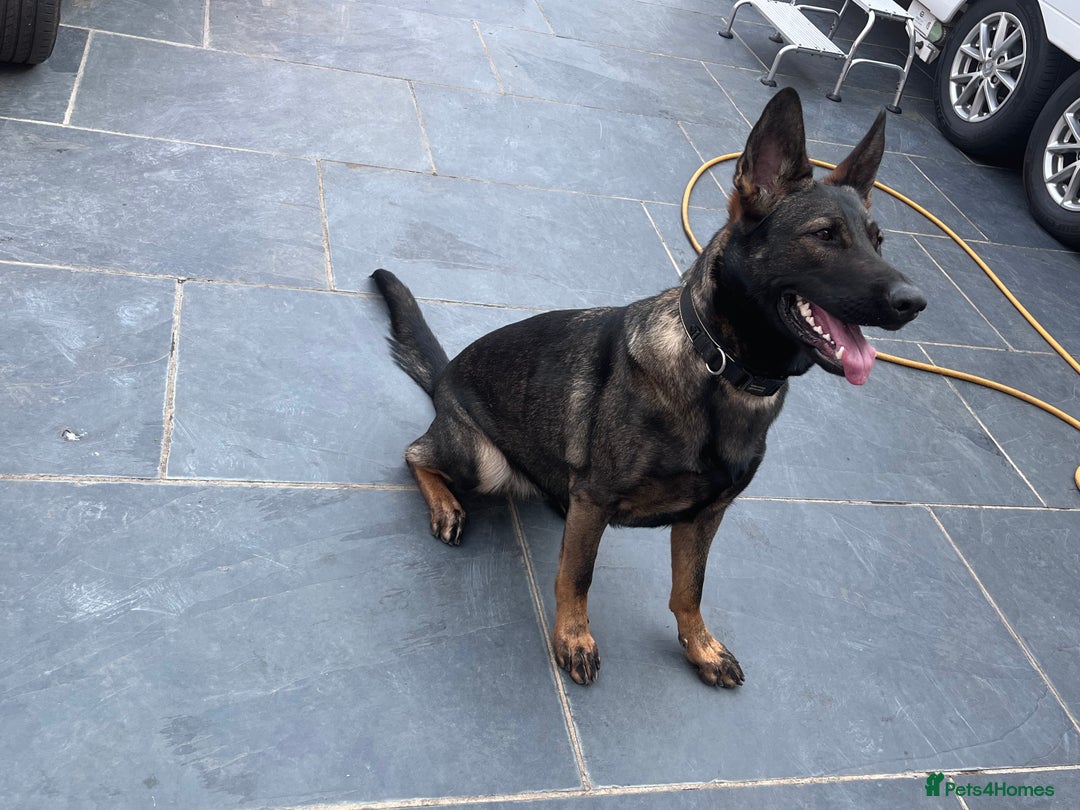 German Shepherd dogs for sale: 1 beautiful female German shepher kc reg working - Advert 30