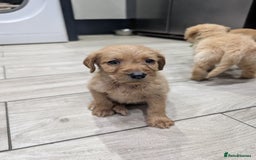Labradoodle dogs for sale: F1 standard Labradoodle puppies  - Image 4