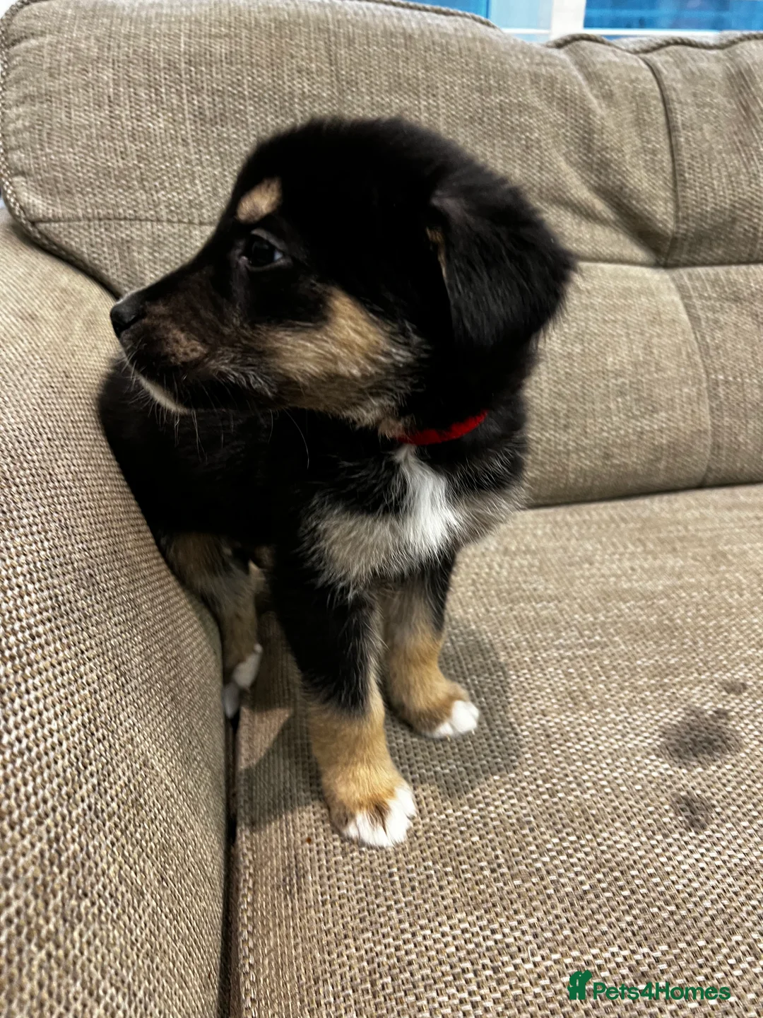 Mixed Breed dogs for sale: Bernese X Huskydor Pups - Advert 25