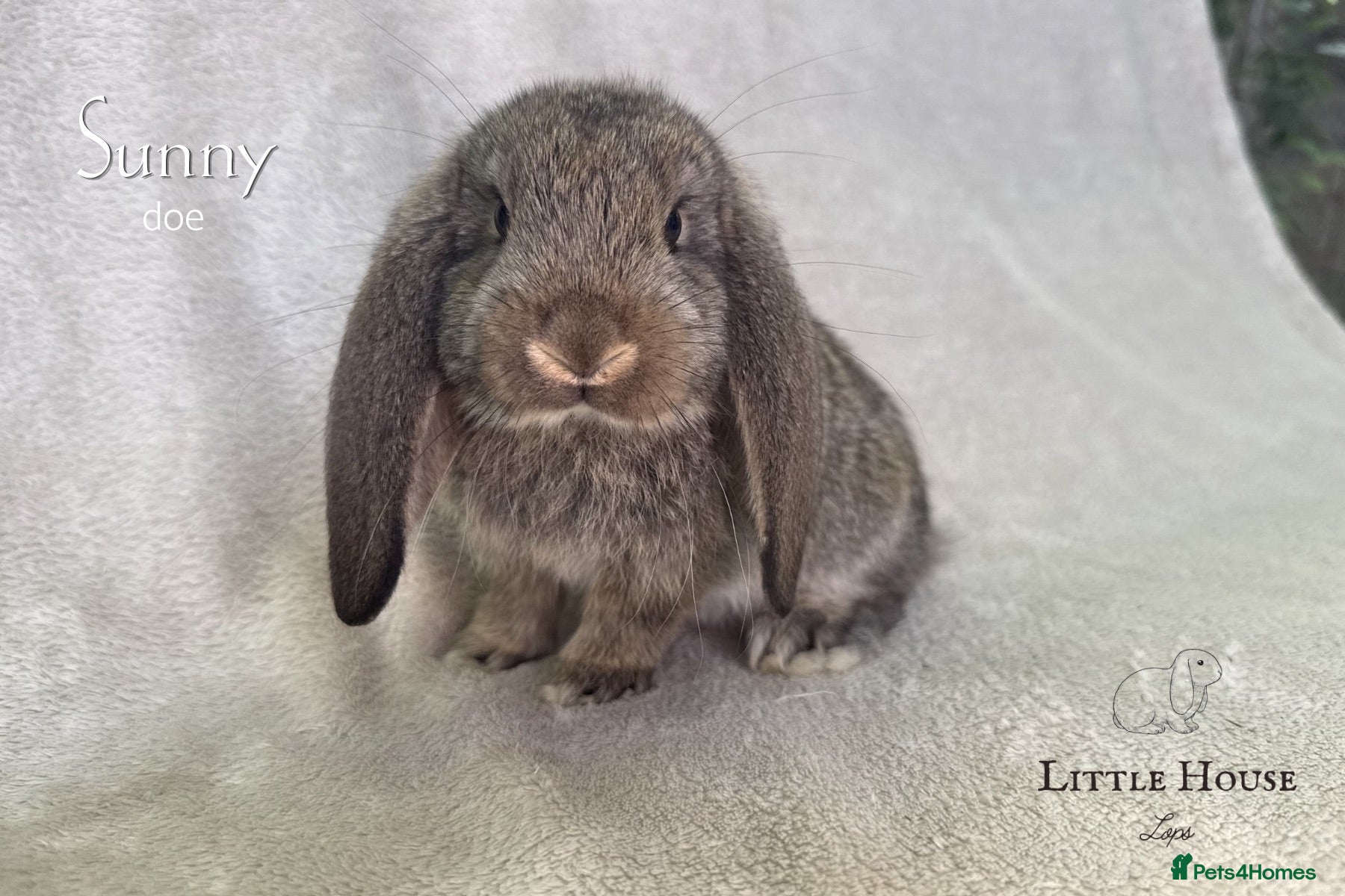 French Lop rabbits Quality Showline French Lop Bunnies - Advert 1