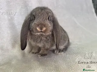 French Lop rabbits Quality Showline French Lop Bunnies - Advert 1