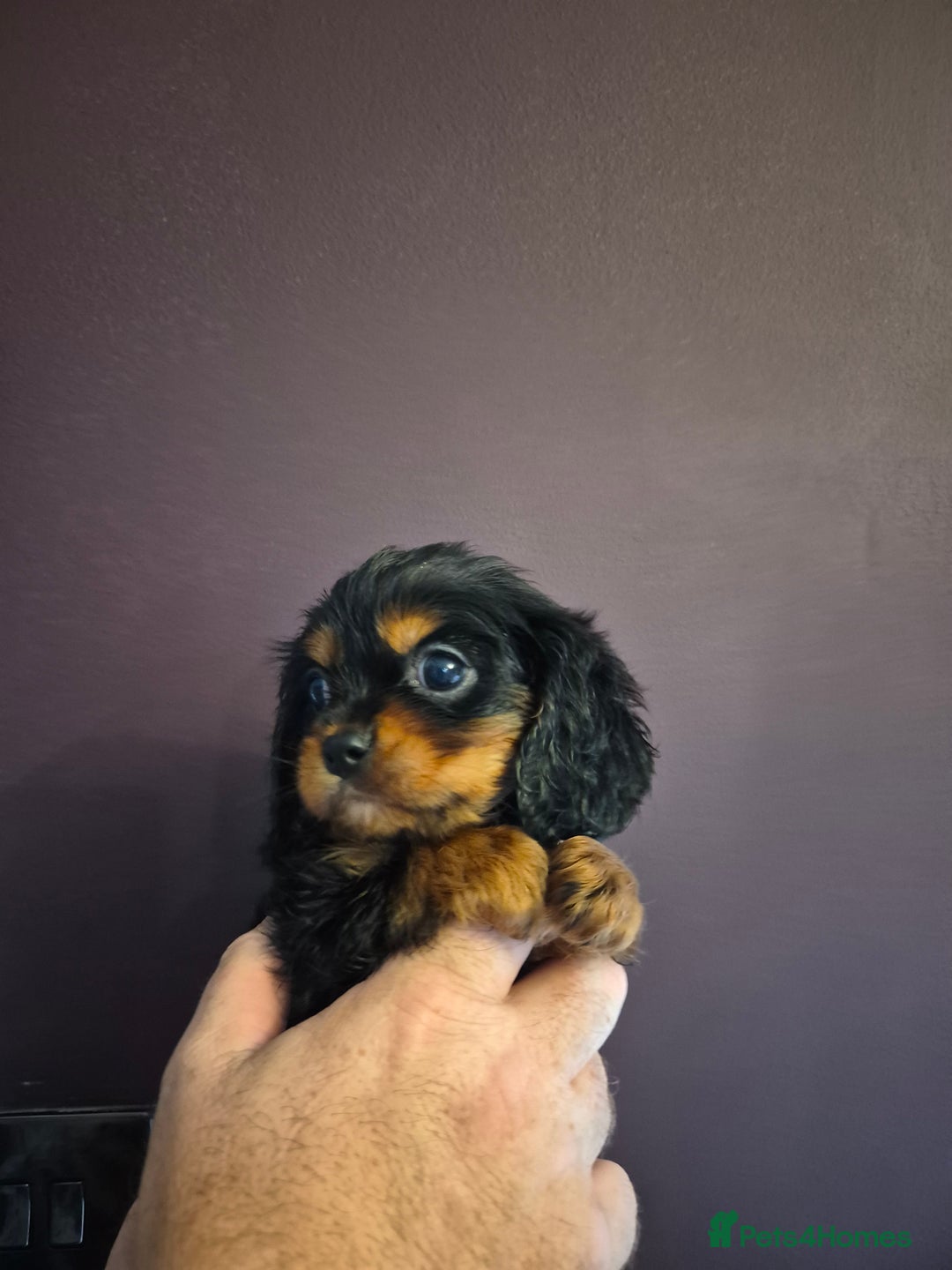 Cavalier King Charles Spaniel dogs for sale: ⭐️⭐️⭐️⭐️⭐️ cavalier king charles puppies - Image 3